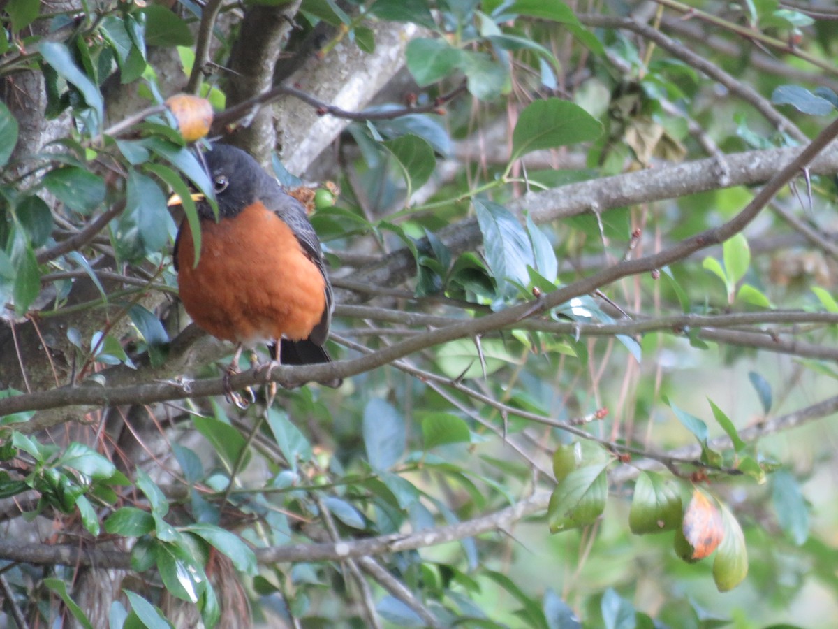 Wanderdrossel - ML633394719