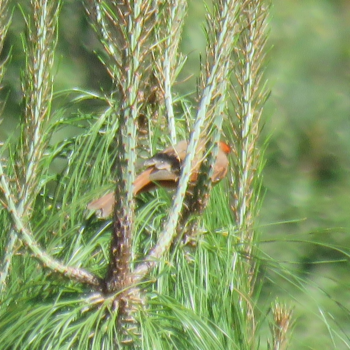 Zinnoberkardinal - ML633394725