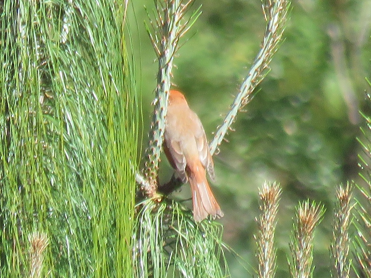 Zinnoberkardinal - ML633394726