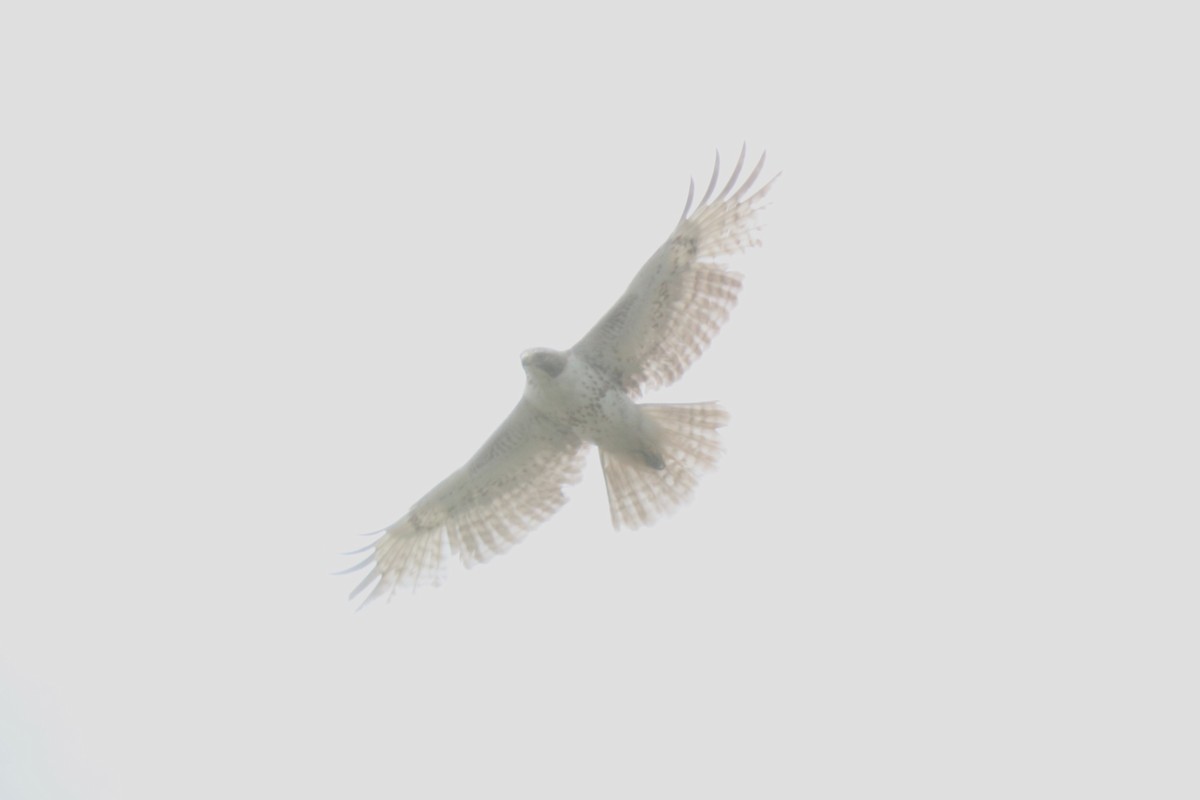 Red-tailed Hawk - ML633394733