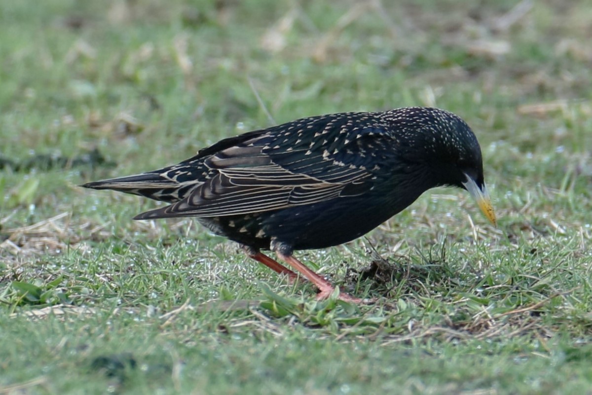 European Starling - ML633394741