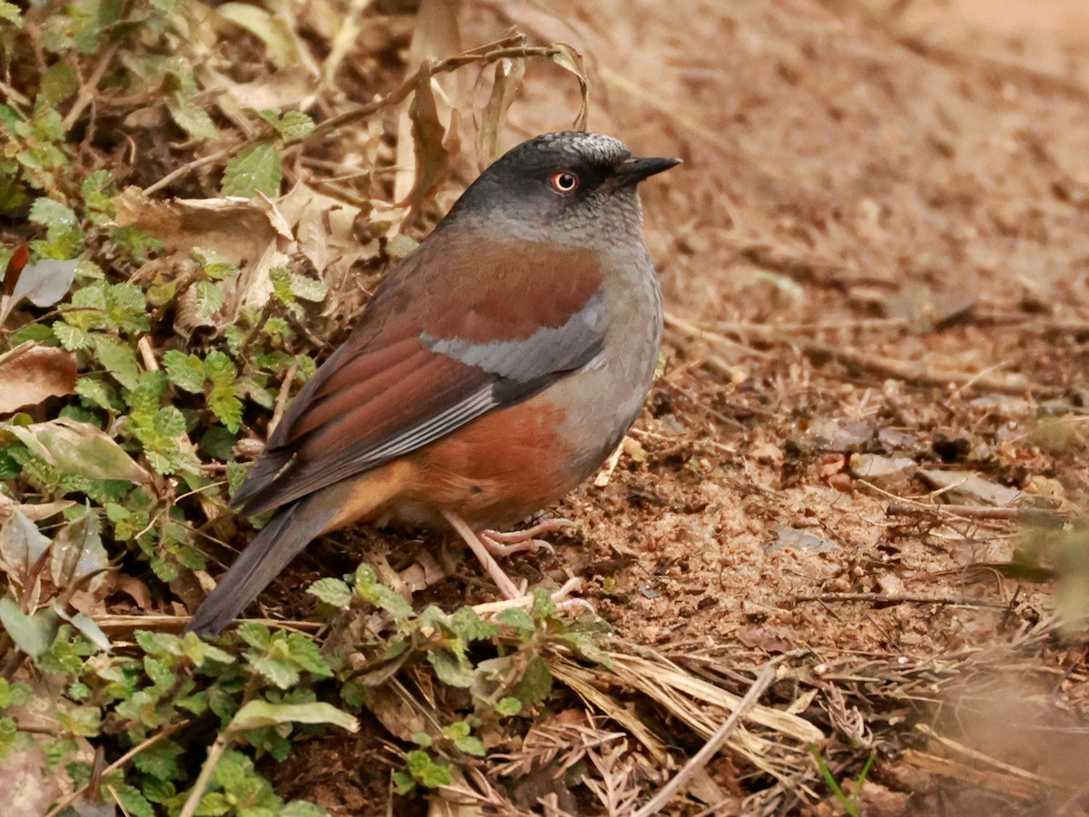 Maroon-backed Accentor - ML633394743
