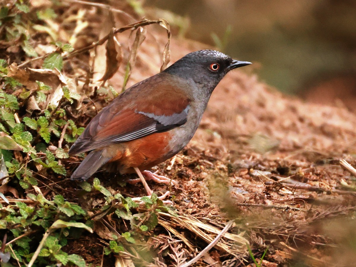 Maroon-backed Accentor - ML633394744