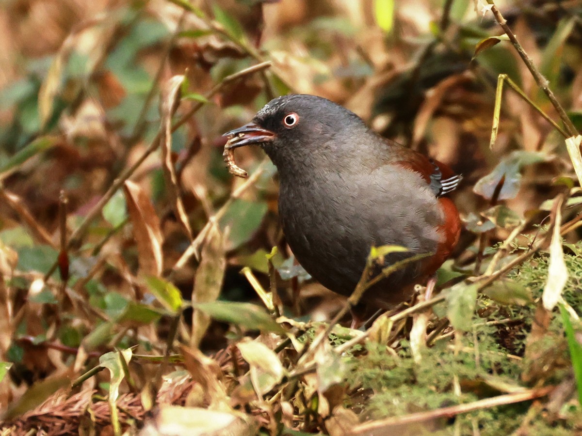 Maroon-backed Accentor - ML633394745