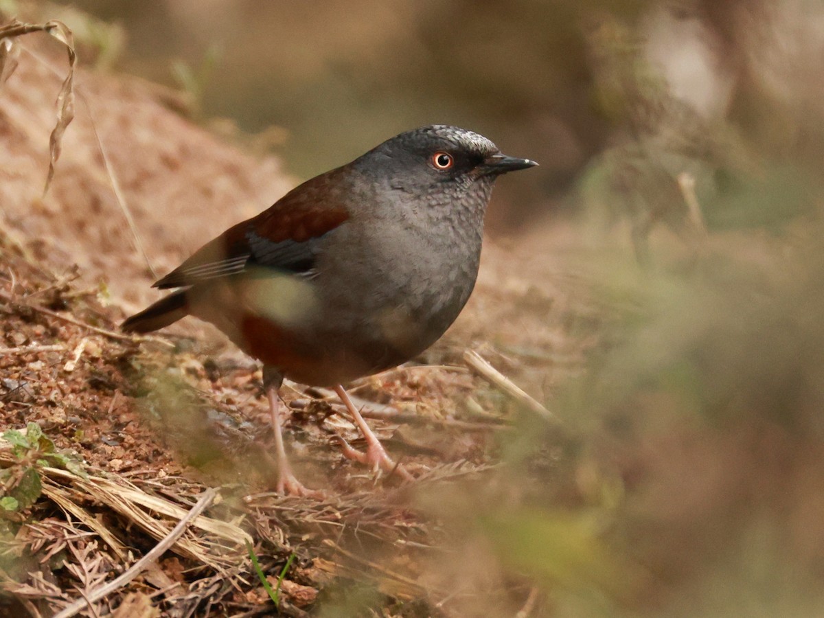 Maroon-backed Accentor - ML633394747