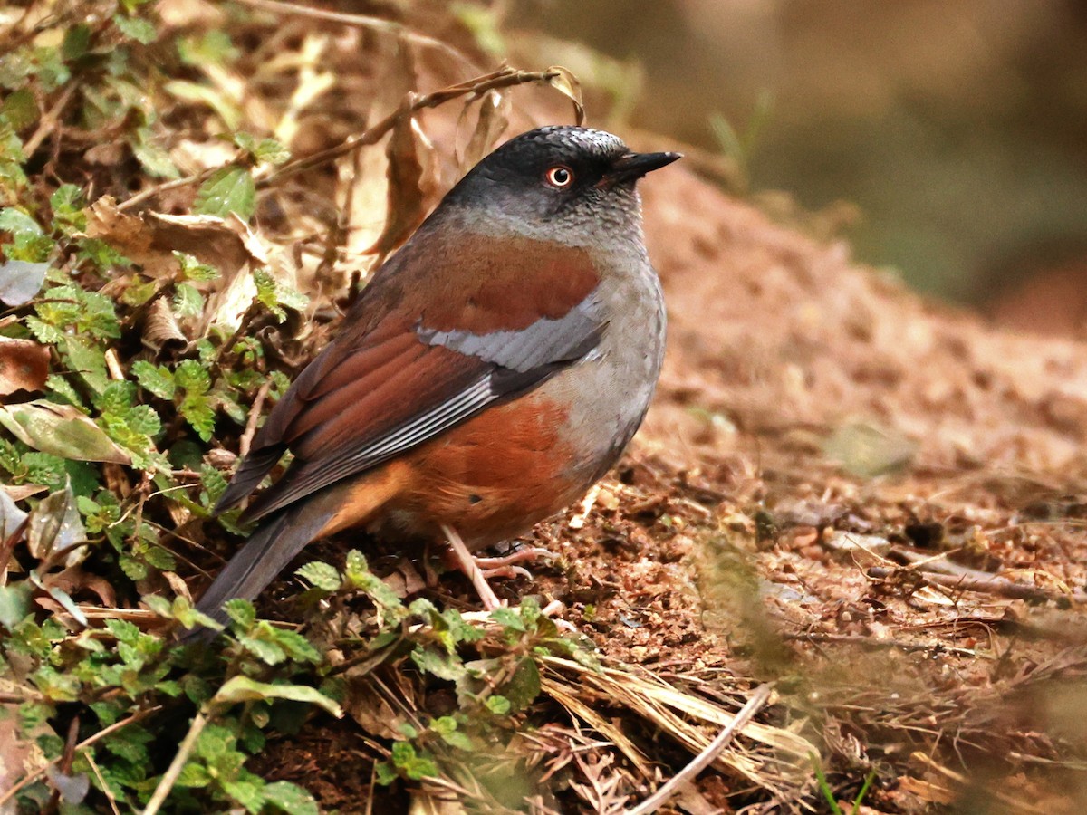 Maroon-backed Accentor - ML633394748