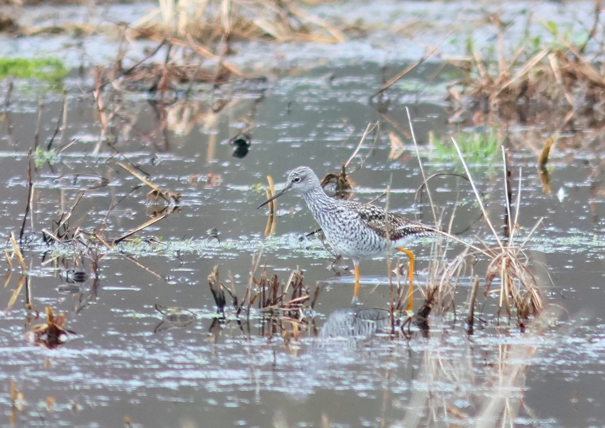 Greater Yellowlegs - ML633394813