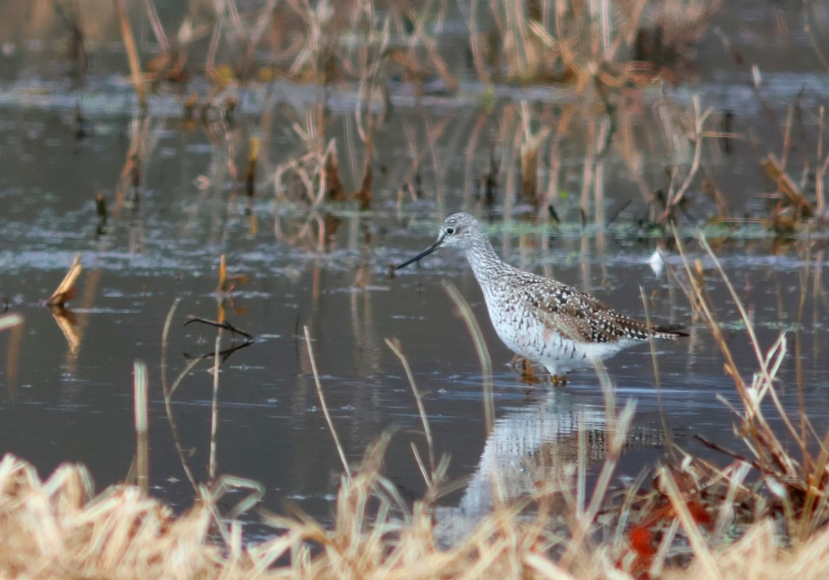 Greater Yellowlegs - ML633394814