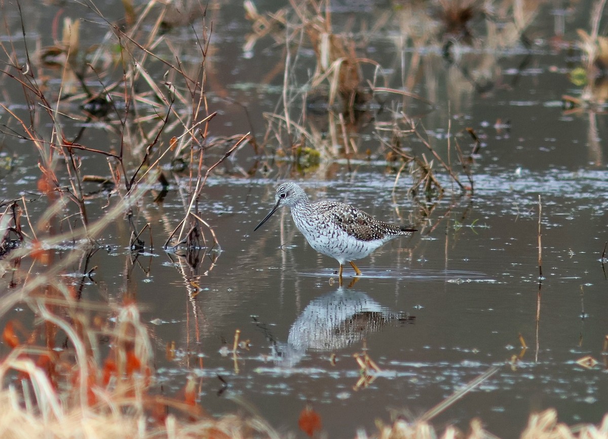 Greater Yellowlegs - ML633394815