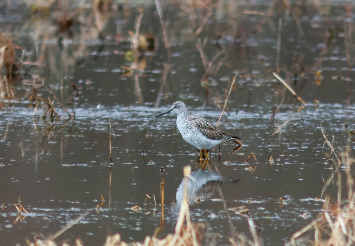 Greater Yellowlegs - ML633394816