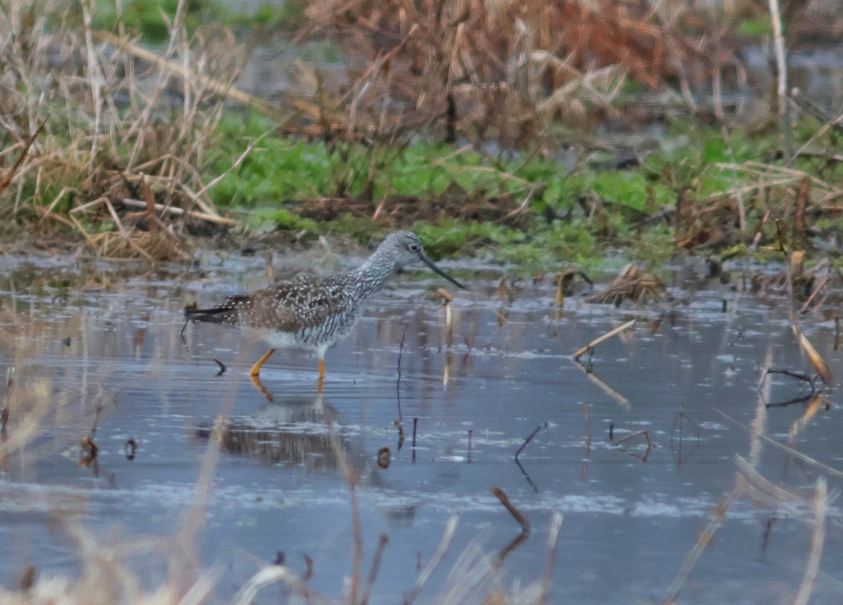 Greater Yellowlegs - ML633394817