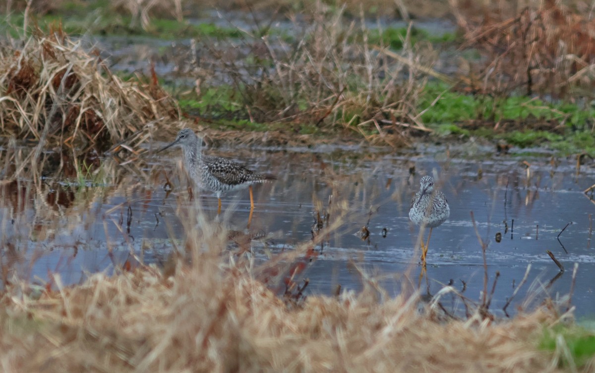 Greater Yellowlegs - ML633394818