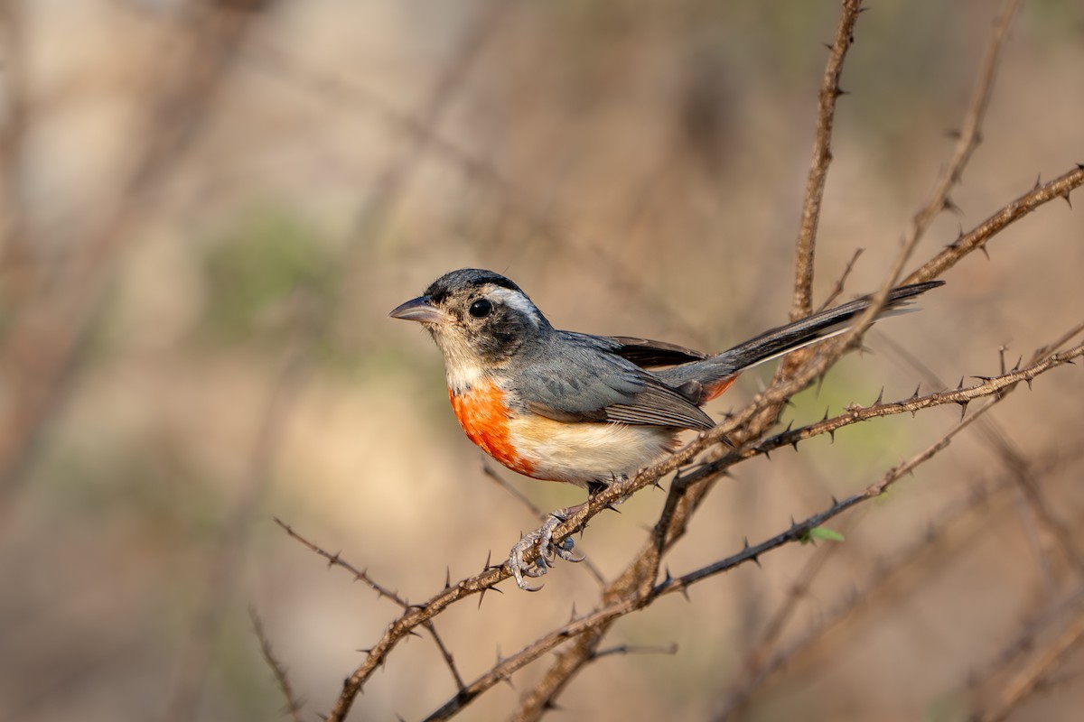 Red-breasted Chat - ML633394918