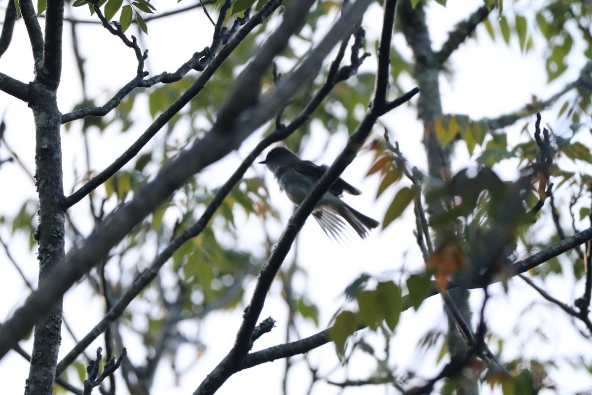 Eastern Phoebe - ML633394994