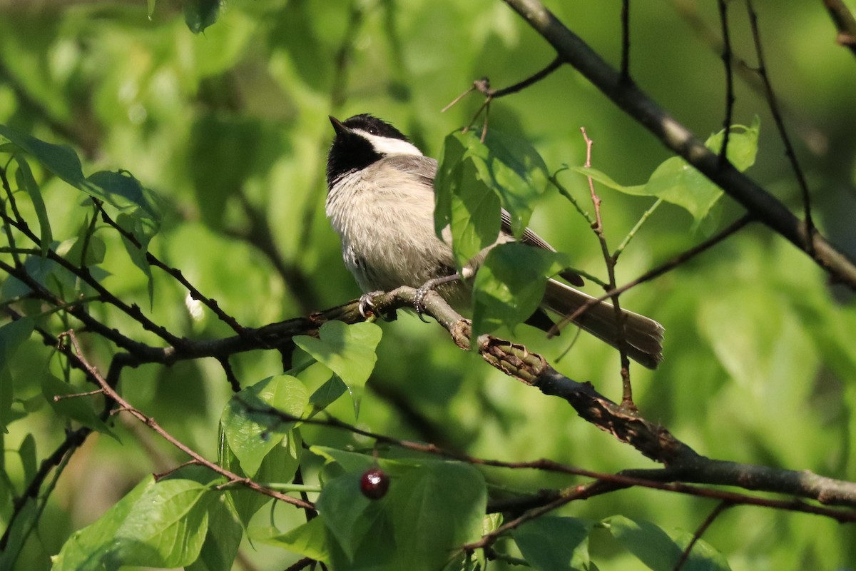 Carolina Chickadee - ML633395023