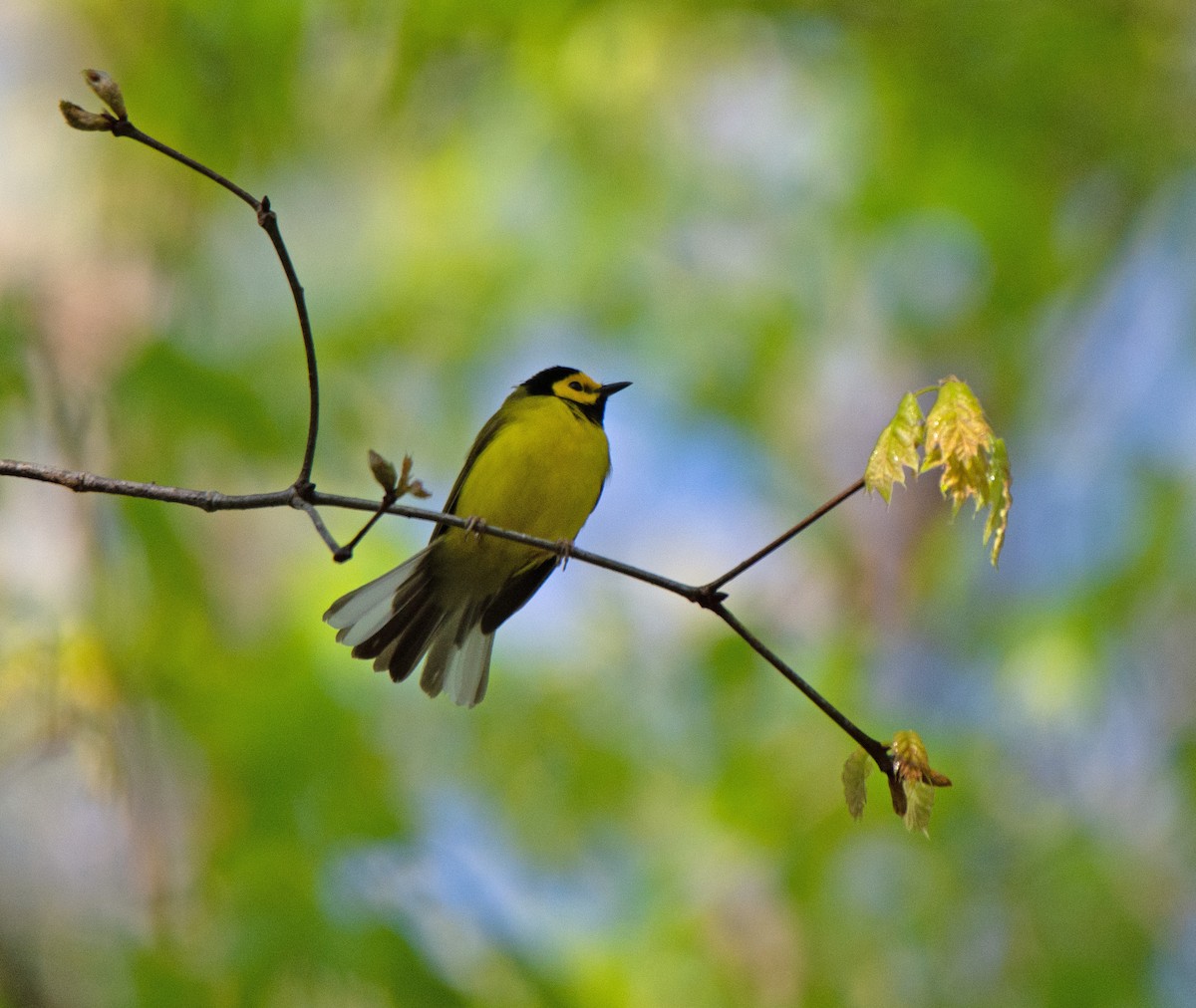 Hooded Warbler - ML633395028