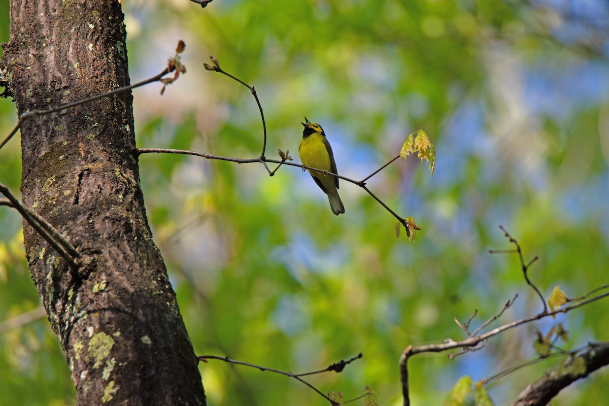 Hooded Warbler - ML633395029