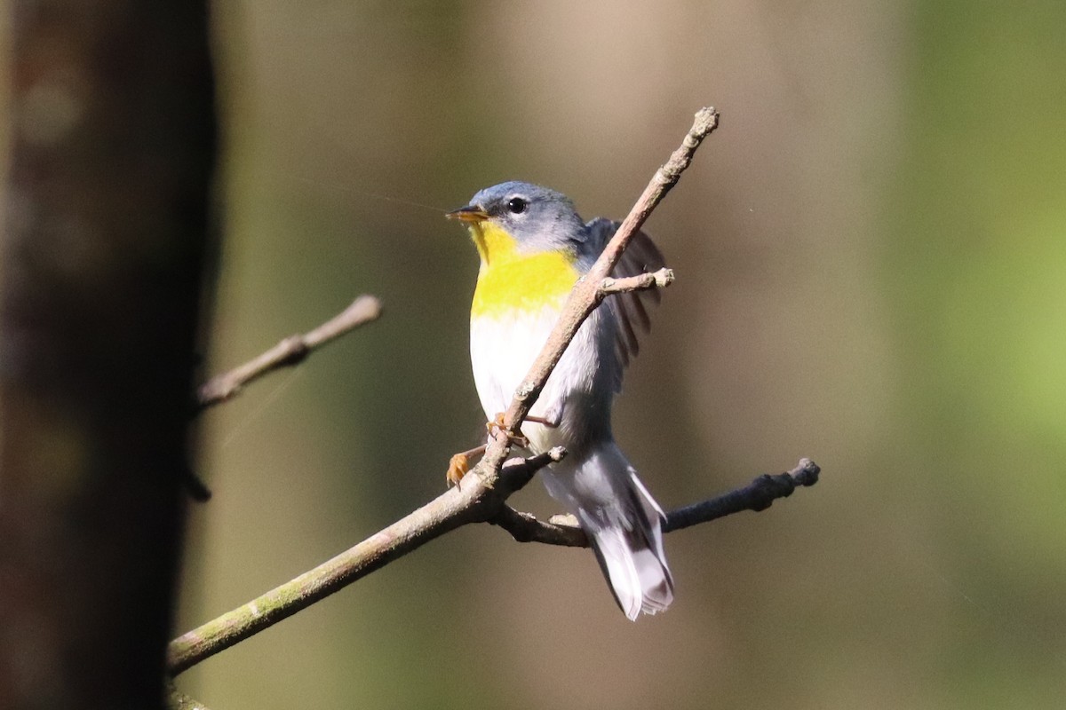 Northern Parula - ML633395062