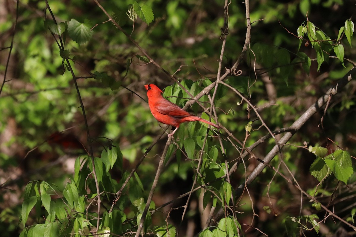 Northern Cardinal - ML633395078