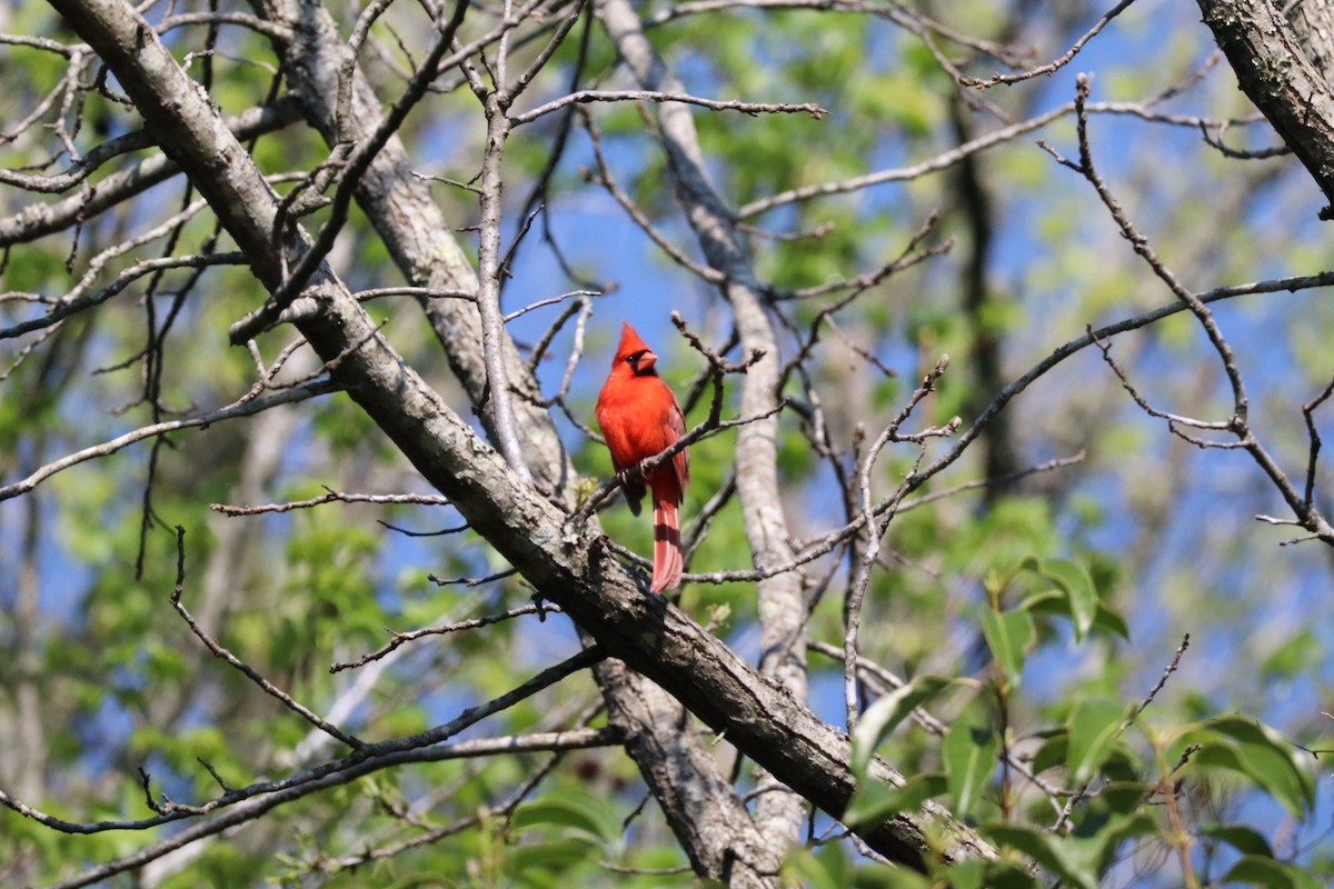 Northern Cardinal - ML633395079