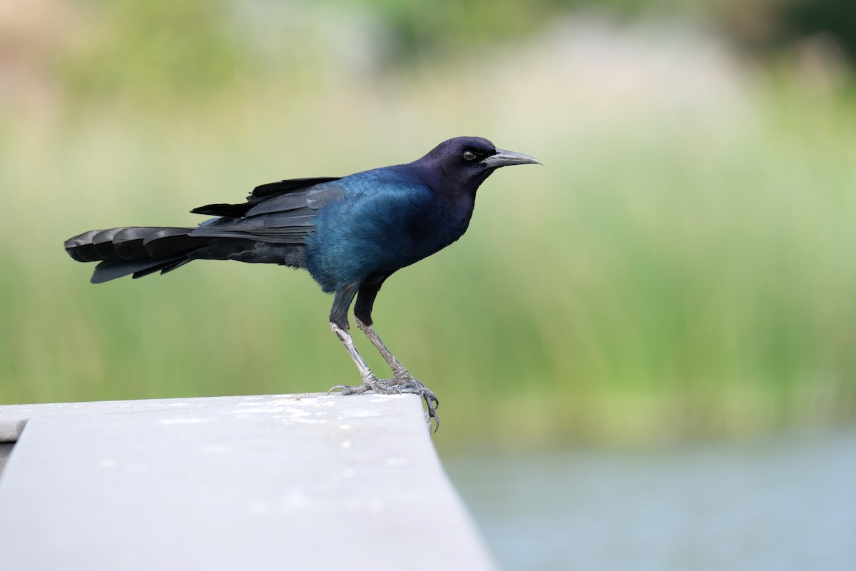 Boat-tailed Grackle - ML633395331