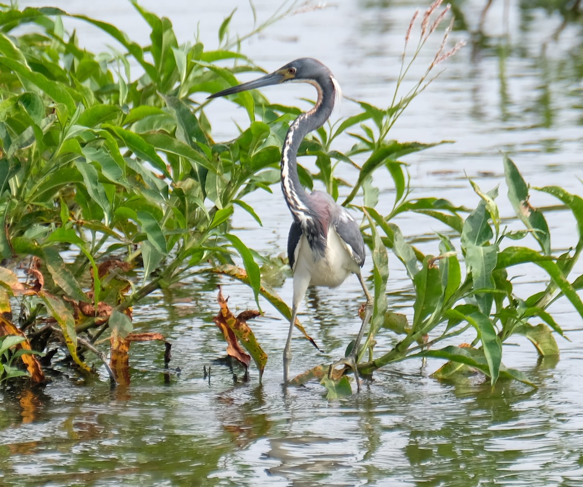 Tricolored Heron - ML633395379