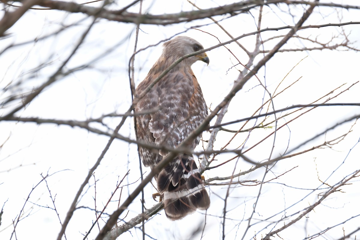 Red-shouldered Hawk - ML633395477