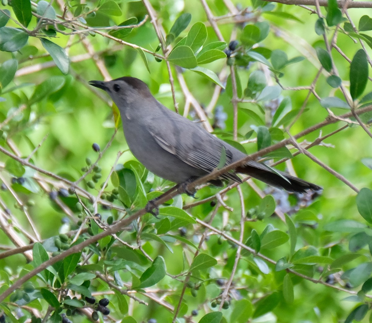 Gray Catbird - ML633395496