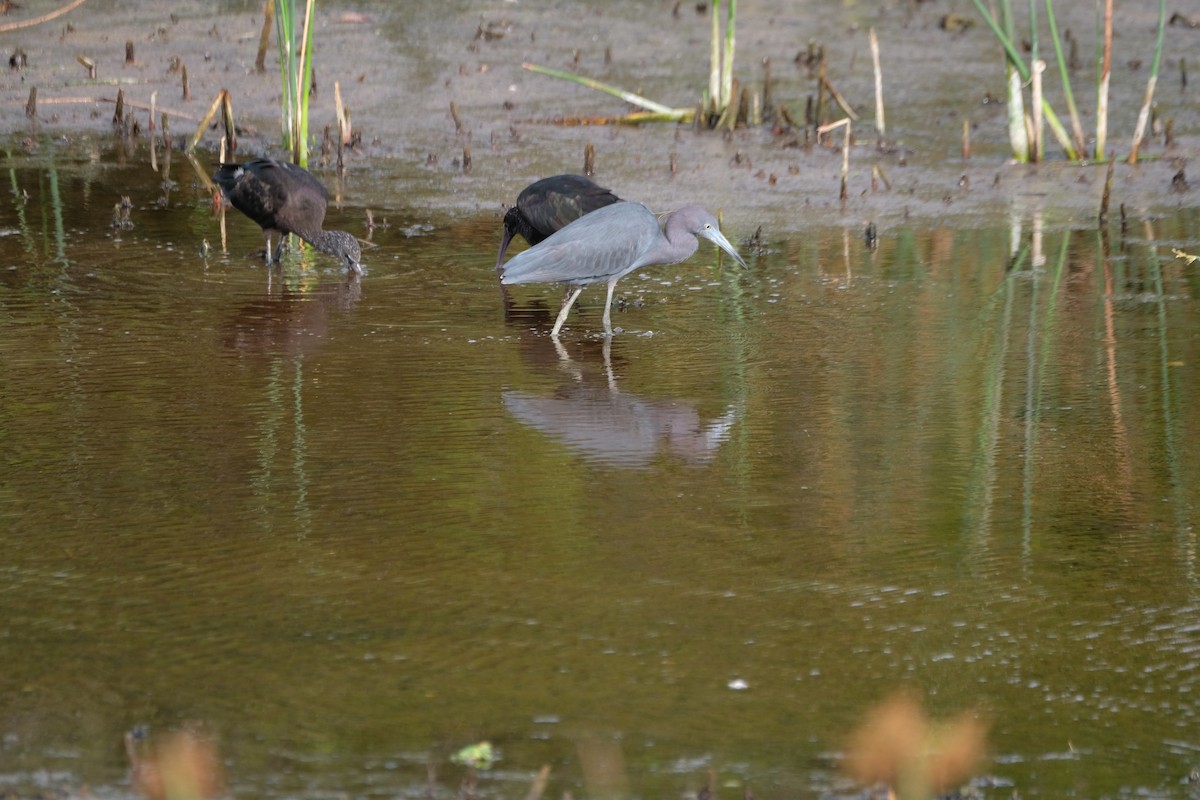 Little Blue Heron - ML633395524