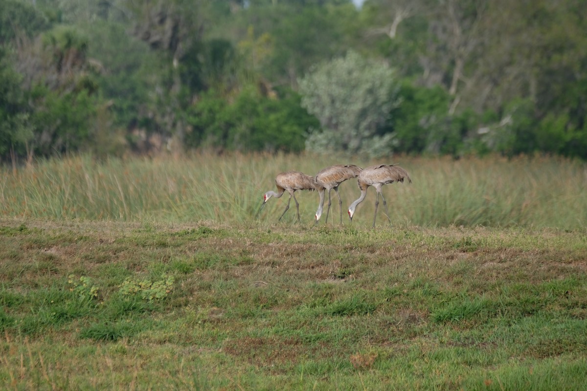 Sandhill Crane - ML633395557