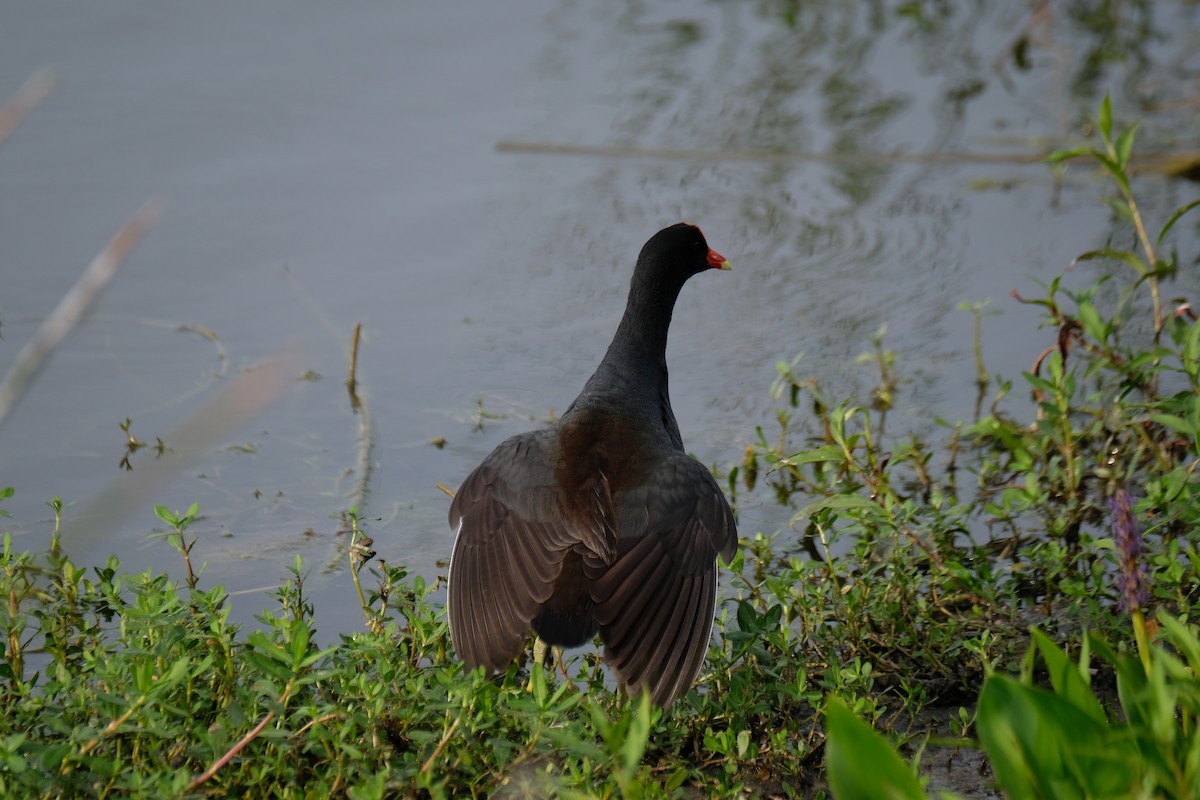 Common Gallinule - ML633395569