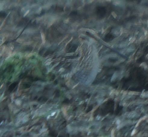 Wilson's Snipe - ML633395623