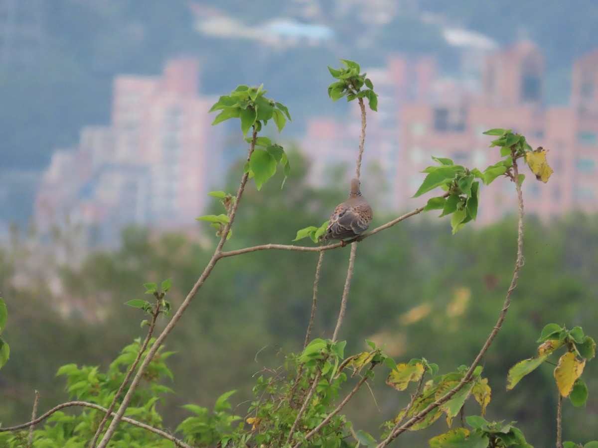 Oriental Turtle-Dove - 韋勳 陳