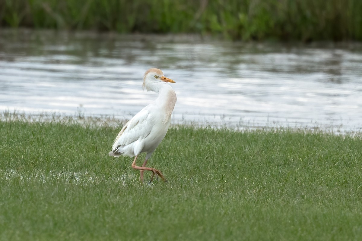 Western Cattle-Egret - ML633395902