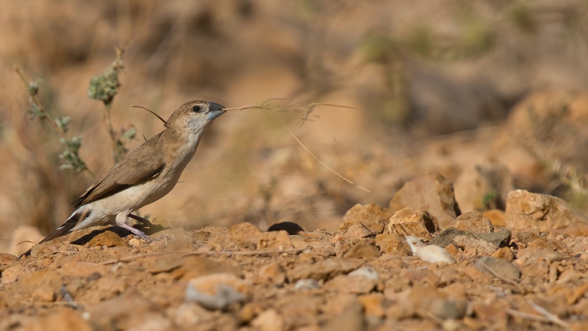 Indian Silverbill - ML633395982
