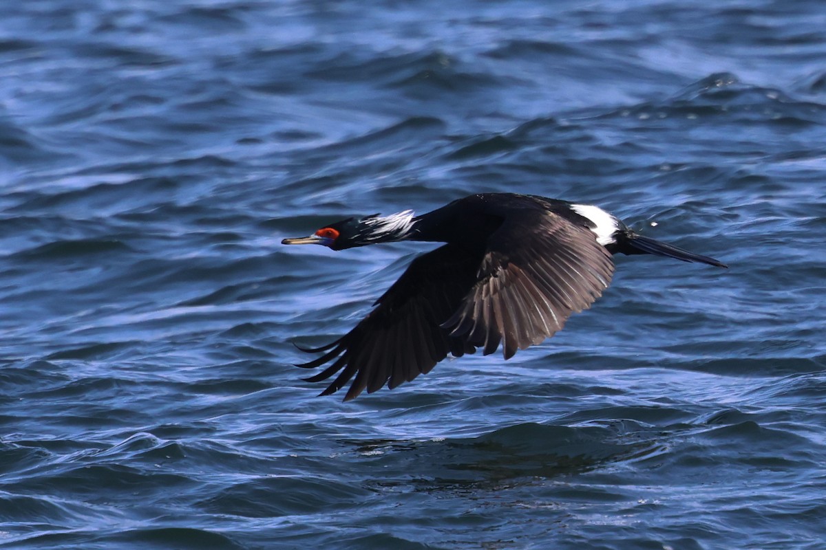 Red-faced Cormorant - ML633396003