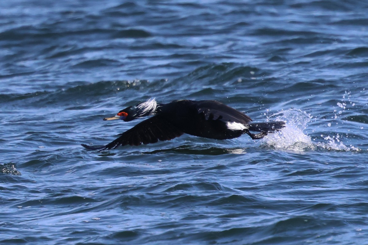 Red-faced Cormorant - ML633396004