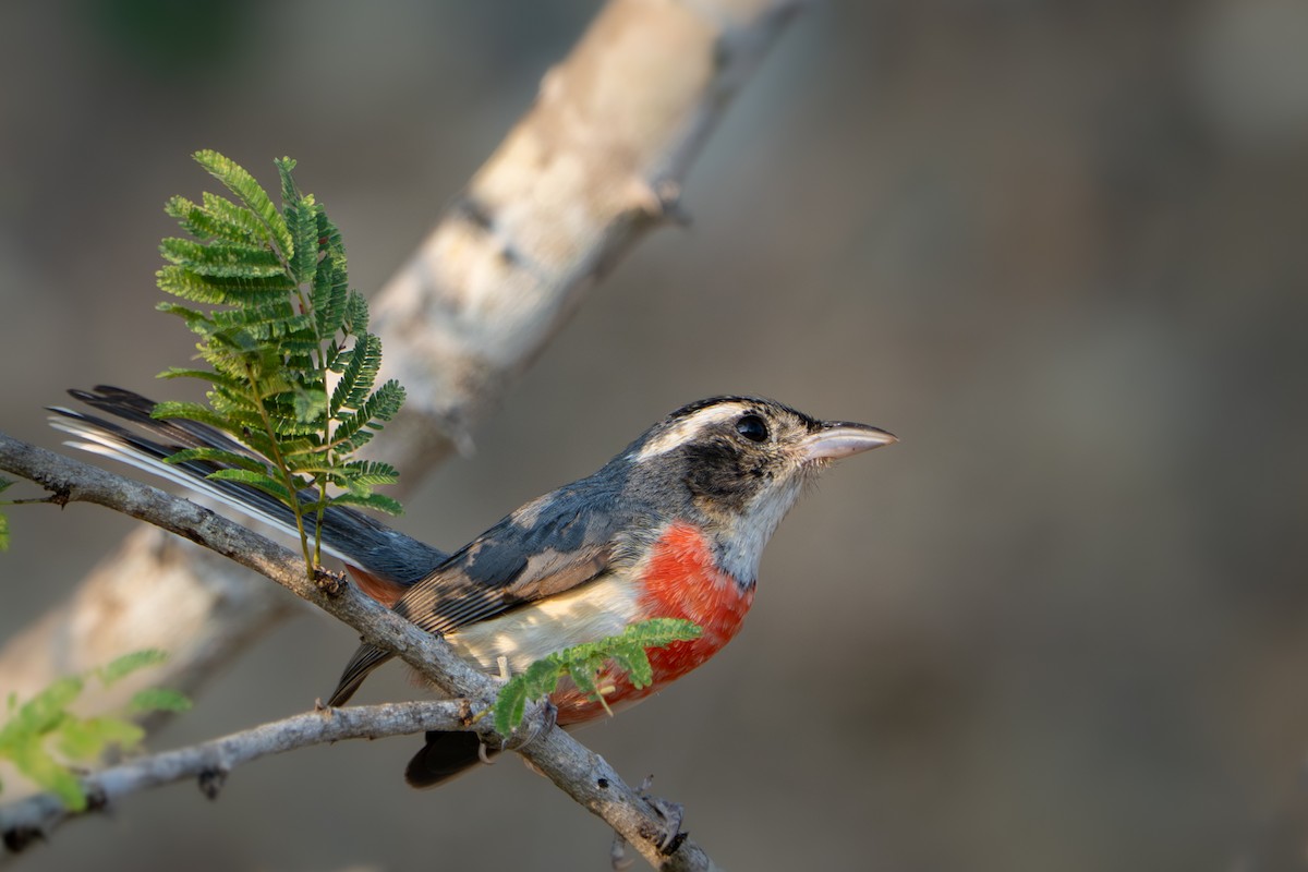 Red-breasted Chat - ML633396074