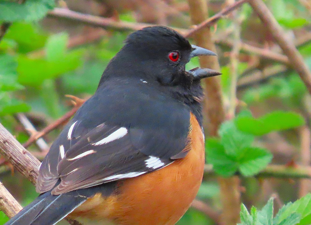 pipilo rudooký - ML633396155