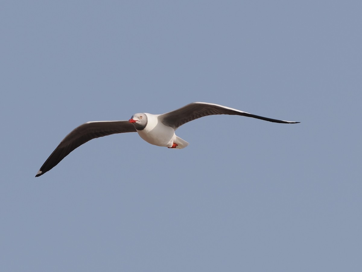 Gray-hooded Gull - ML633396208