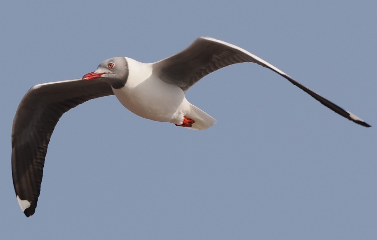 Gray-hooded Gull - ML633396220