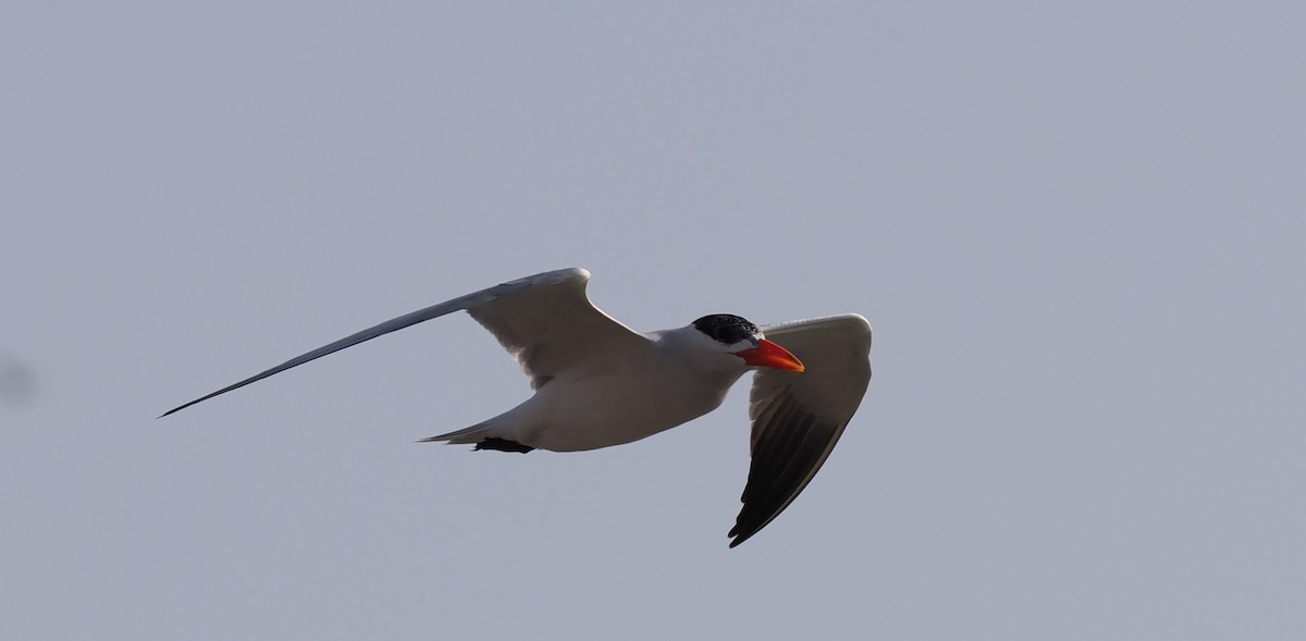 Caspian Tern - ML633396231