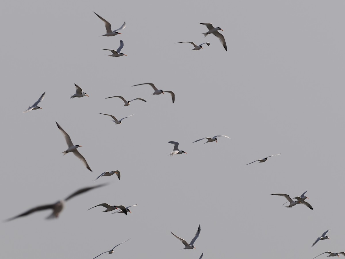 Caspian Tern - ML633396236