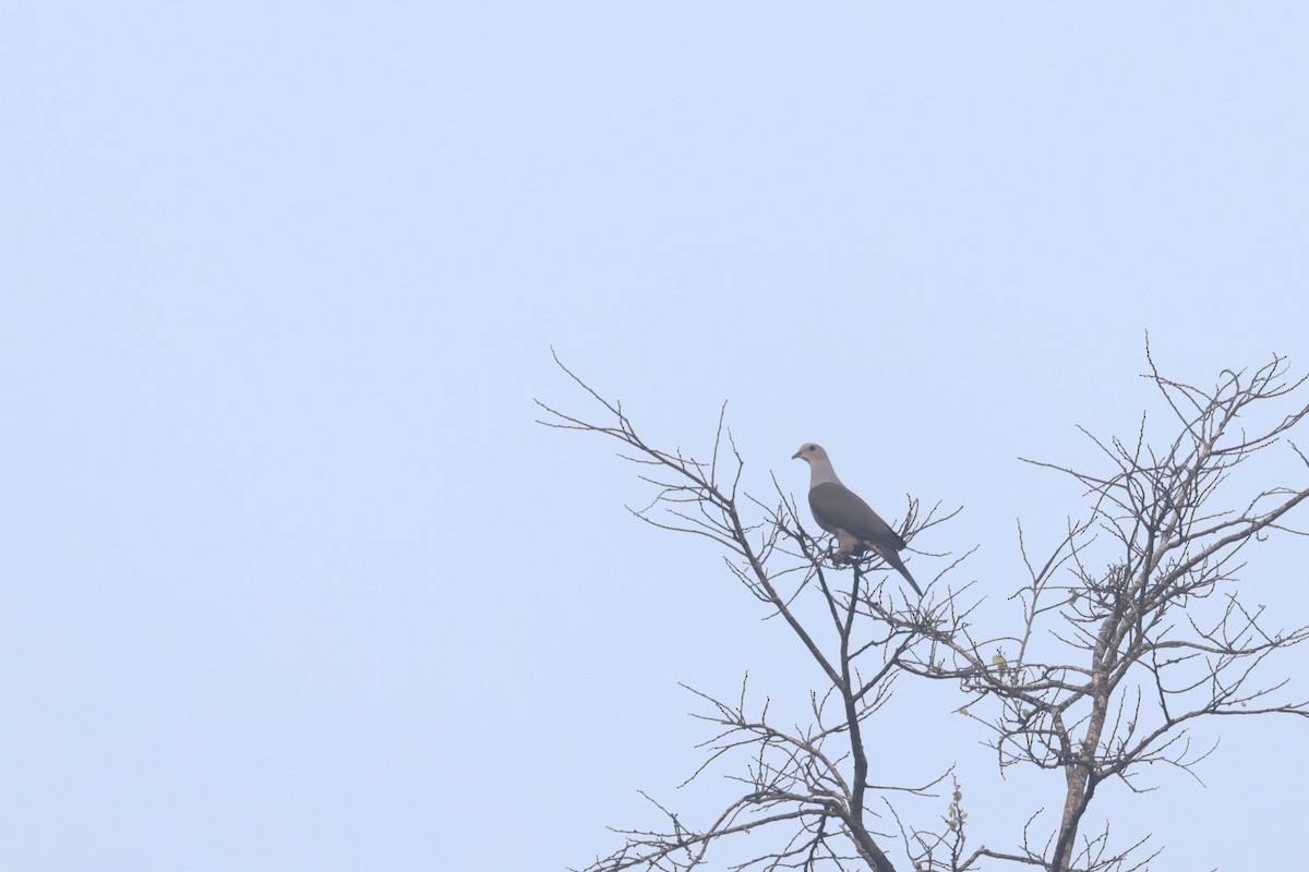 Malabar Imperial-Pigeon - ML633396276