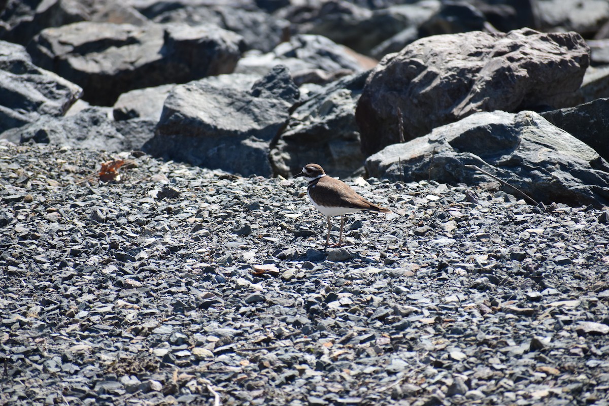 Killdeer - ML633396543