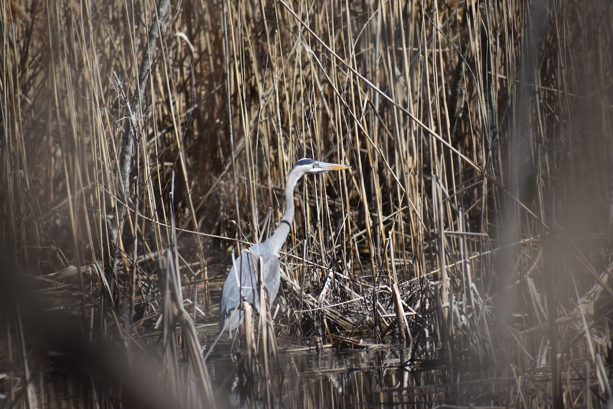 Great Blue Heron - ML633396595