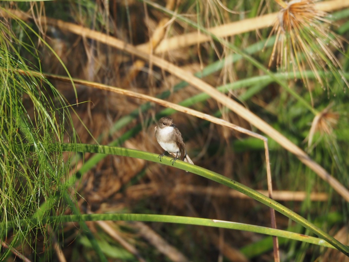 Swamp Flycatcher - ML633396608