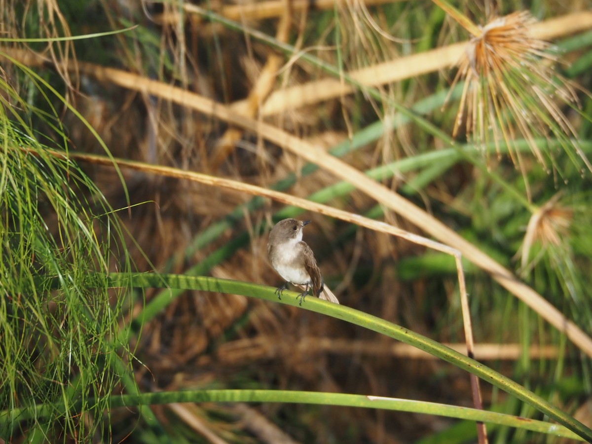 Swamp Flycatcher - ML633396614