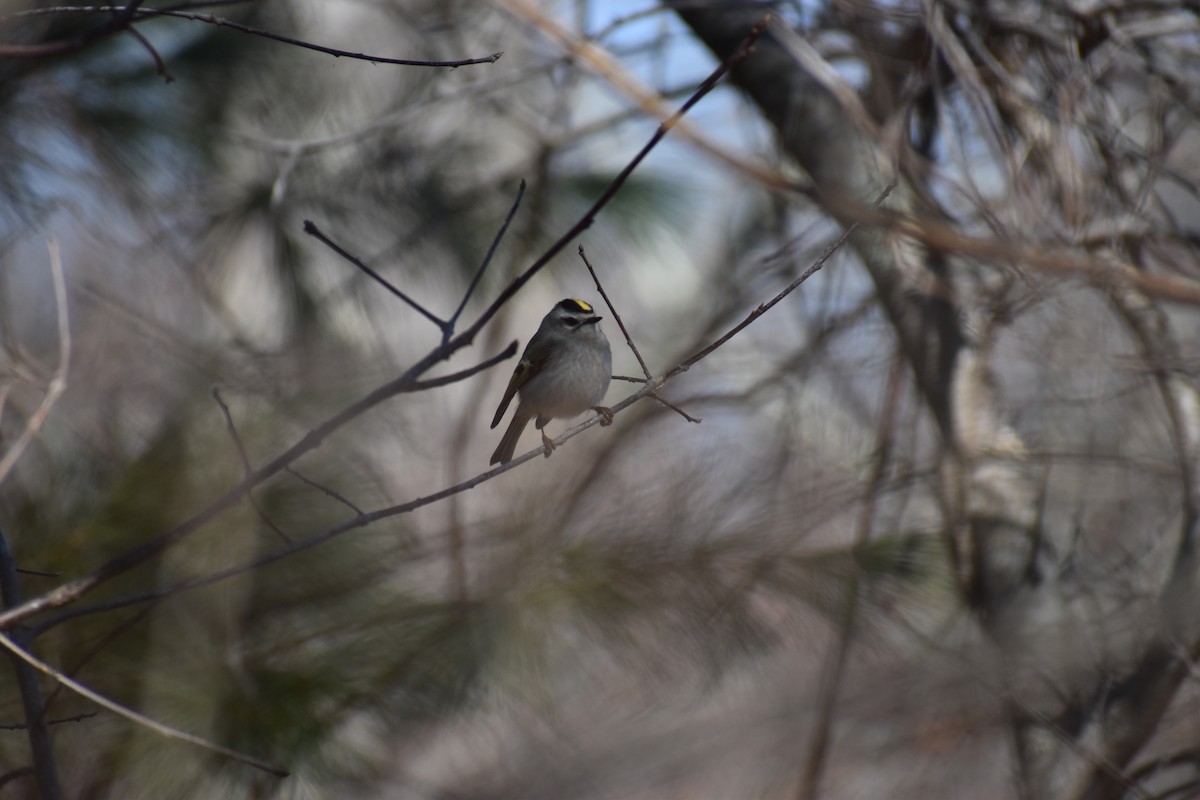 Golden-crowned Kinglet - ML633396732
