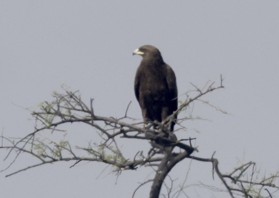Greater Spotted Eagle - Ken Oeser